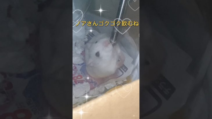 ノアさんゴクゴク飲むね #ハムスターのいる生活 #animal #ペット #かわいい #ドワーフハムスターショート動画 #pet #ハムスターかわいい面白い #ジャンガリアンハムスター
