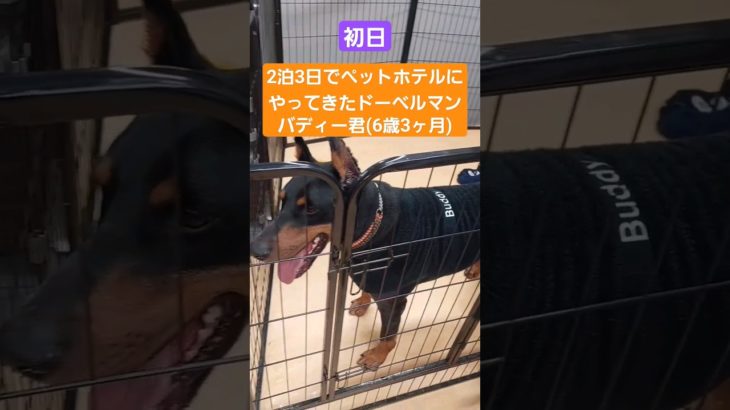 寂しがり屋でお利口なドーベルマン・バディー君がペットホテルにやって来た！#doberman #ドーベルマン #dog #犬 #トリミング #ペットホテル
