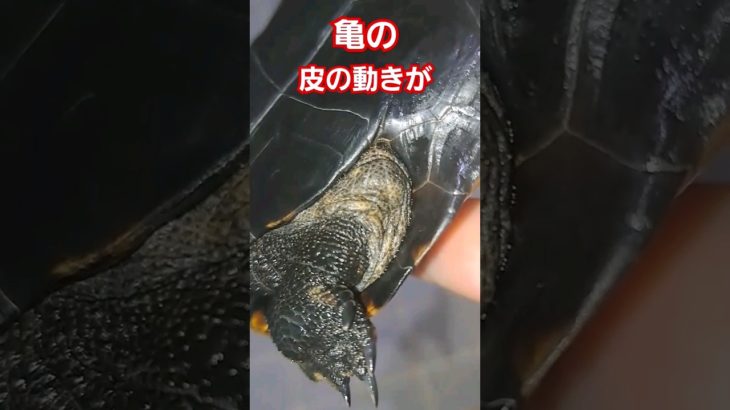 亀の皮の動きは、、ジワる#short#亀#ペット#皮#可愛い