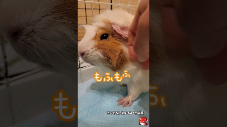 【親子の日常】我が家のペット《モルモット》達の朝☀️　#もふもふ #shorts #モルモット