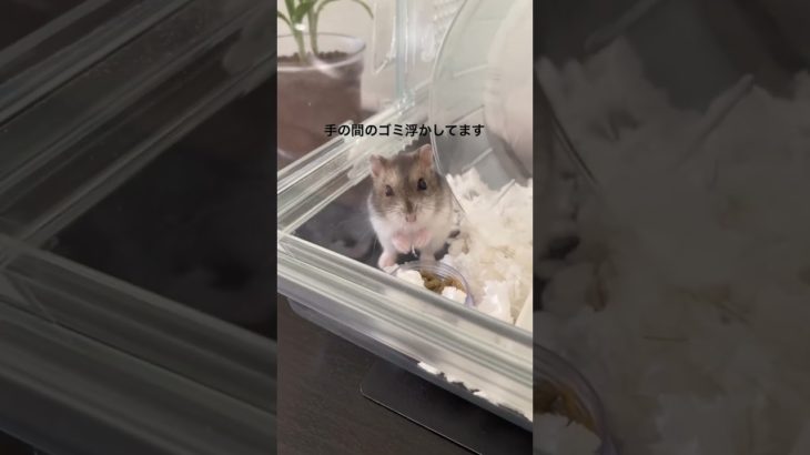 マジシャンみたいなハムスターが可愛い【ててらぼペット部】