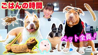 ペット全員の毎日ご飯！ロッキー達が食べてるご飯は何？ハングリーちゃんとミルちゃんは？【アメリカンピットブル】