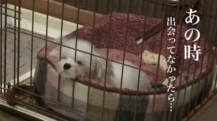 実はうちの子…ペットショップの売れ残りでした