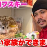 【ハムスター】新しい家族ができたので紹介させていただきます！