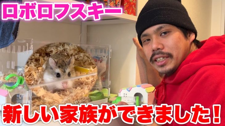 【ハムスター】新しい家族ができたので紹介させていただきます！