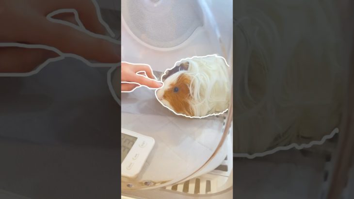 ぴたっとモルパズル 42 ペットドライルームつむぎドキドキの巻 Guinea Pig puzzle(Outline trend)