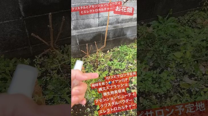JOSTAR『地球を救う⁉︎』植物に微生物🦠アセンションビューティと #エレクトロカルチャー クリスタルパウダーと縄文スプラッシュの共振水を転写し霧吹きを開始⁉︎枯らした植物🪴も再生する？