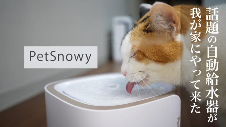 話題の自動給水器が我が家にやってきた【PetSnowyペット自動給水器・循環式】