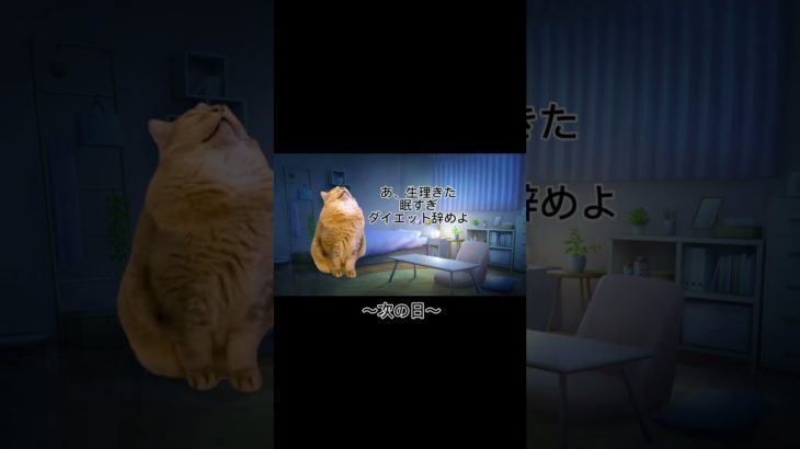 【毎月こうだよね】　#猫ミーム　#猫ミーム日常　#猫ミームダイエット　#猫　#ダイエット　#catmemes