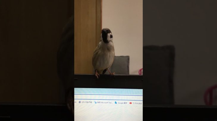 チー　お話に夢中・・#shorts  #birds #ペット