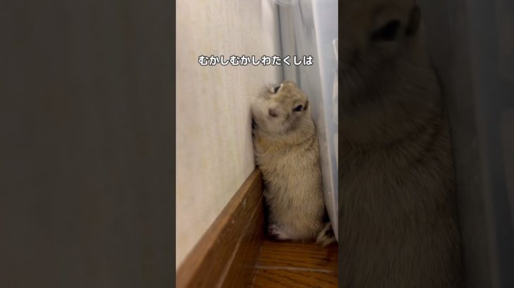 昔→今 #リチャードソンジリス #ピー助 #ペット