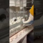 ゲージから出たいハムスターが可愛い【ててらぼペット部】