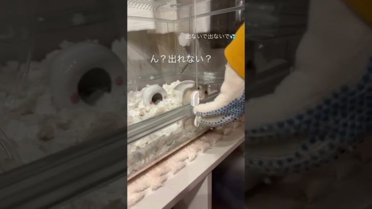 ゲージから出たいハムスターが可愛い【ててらぼペット部】