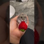 苺を食べるハムスターが可愛い【ててらぼペット部】