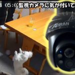 【犬・うさぎ・息子】ペットの監視カメラ映像初公開「遠隔でカメラからペットに呼びかけてみました」「息子たちがペットと遊ぶ姿」