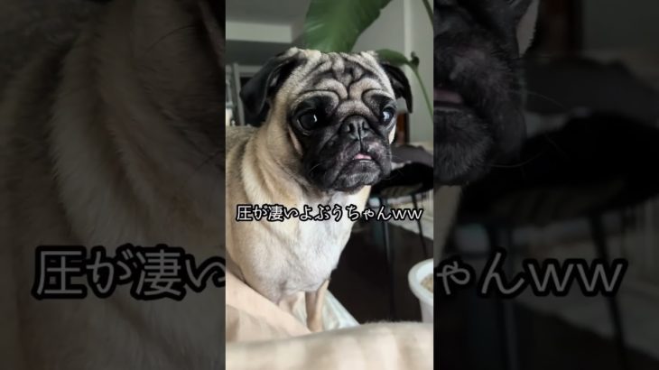 起こしにくるパグモーニングルーティンwww#dog #pug #shorts #パグ #ペット #犬のいる暮らし #ぱぐち