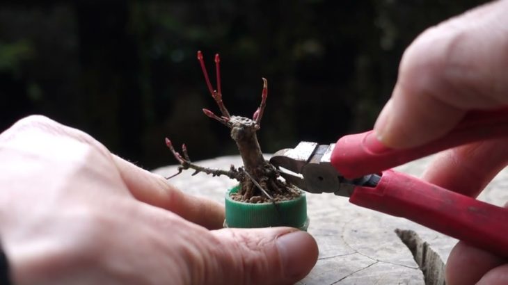 ペットボトルキャップに植え付けたモミジの植え替え（取り木素材）  ♯491