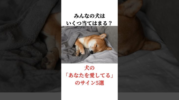 犬の「あなたを愛してる」のサイン5選　#犬 #ペット #雑学