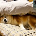 ペットホテル宿泊から帰宅すると家の大好きなポフポフお布団に潜り込み、安心した顔で眠りにつく柴犬　被災85日目。
