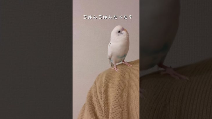 質問攻めしてくるてんちゃん🤭 #セキセイインコ #おしゃべりペット #animals