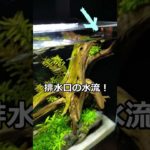 稚エビが群れで泳ぐ理由 / ほっこり / 小型水槽 / ペット【ゆっくり実況】飼育 #aquarium #エビ #shorts #short #japan  #shrimp  #behavior
