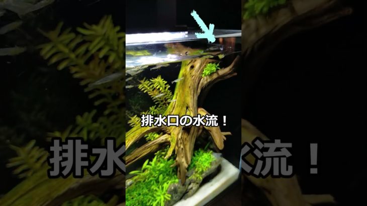 稚エビが群れで泳ぐ理由 / ほっこり / 小型水槽 / ペット【ゆっくり実況】飼育 #aquarium #エビ #shorts #short #japan  #shrimp  #behavior