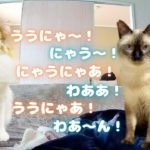 留守中にペットカメラを仕掛けたら甘えん坊保護猫＆北欧猫がめちゃくちゃ喋ってたｗｗ【シャム猫/シャムミックス＆北欧猫/ノルウェージャンフォレストキャット】#cat Japanese Cat Vlog