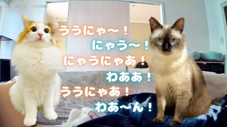 留守中にペットカメラを仕掛けたら甘えん坊保護猫＆北欧猫がめちゃくちゃ喋ってたｗｗ【シャム猫/シャムミックス＆北欧猫/ノルウェージャンフォレストキャット】#cat Japanese Cat Vlog
