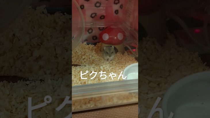 ハムスター　来る？来ない？（ピク） #ハムスター #ペット #可愛い #癒やし #hamsters #ショート