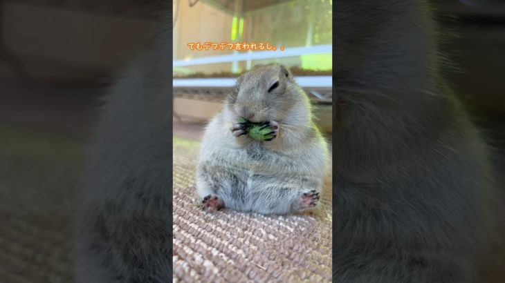 ピー助ダイエット計画 #リチャードソンジリス #ピー助 #ペット #shorts