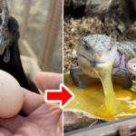 ペットのニワトリが卵を産んだのでトカゲに食べさせます