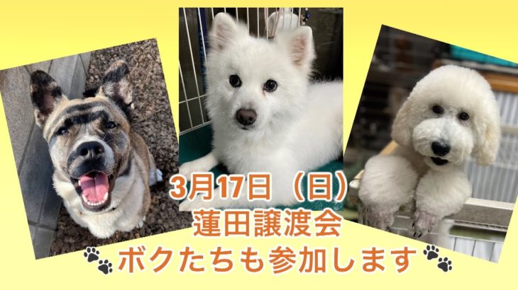 ペット里親会通信　楽しいお子様たち&明日の譲渡会僕たちも参加します！