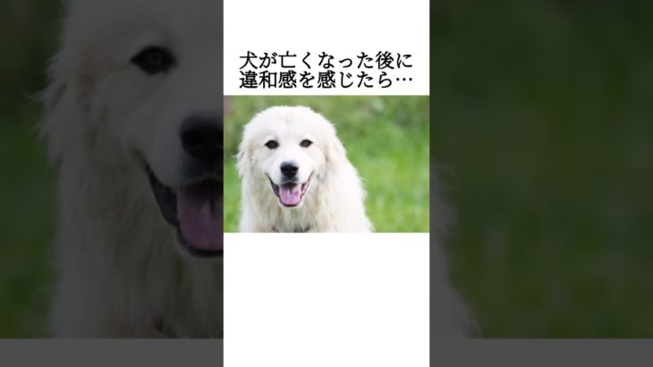 犬の無限の愛に涙　 #犬 #ペット #雑学