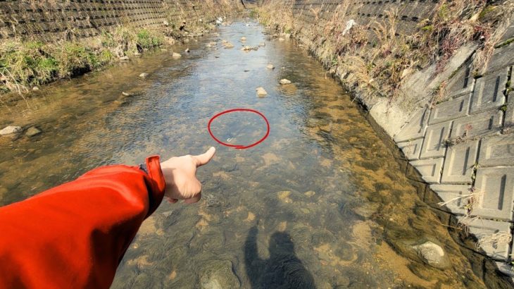 大阪の都市河川で「奇形」のペットが飼育放棄されていました