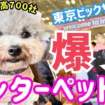 【インターペット2024】日本最大級のペットイベントで爆買い＆無料サンプル ノベルティーに大興奮🐶【東京ビッグサイト】【犬イベント】前編