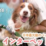 【インターペット2024】日本最大級のペットイベントでも性格が出ちゃう姉弟犬が可愛すぎたｗ【ボーダーコリー・オーストラリアンシェパード】
