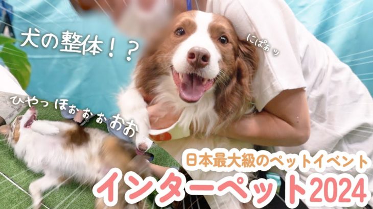 【インターペット2024】日本最大級のペットイベントでも性格が出ちゃう姉弟犬が可愛すぎたｗ【ボーダーコリー・オーストラリアンシェパード】