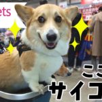 【インターペット2024】犬も人も楽しい！日本最大級のペットイベントを満喫【4月5日(金)前編】