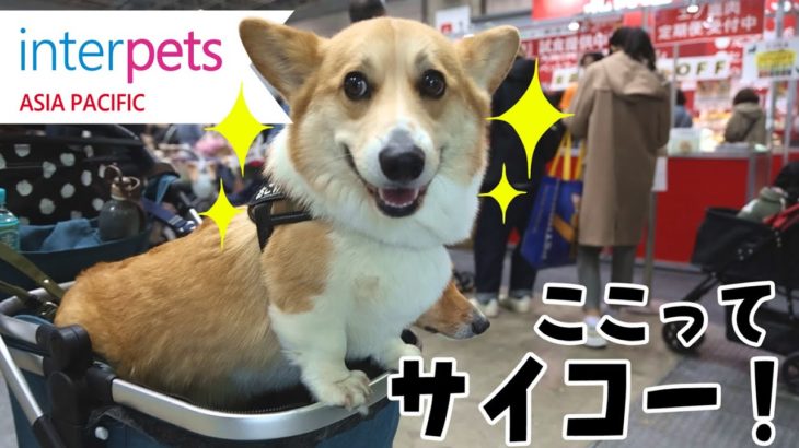 【インターペット2024】犬も人も楽しい！日本最大級のペットイベントを満喫【4月5日(金)前編】