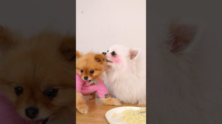 Beauty tips!#nico #funny #smartnico #dog #cute