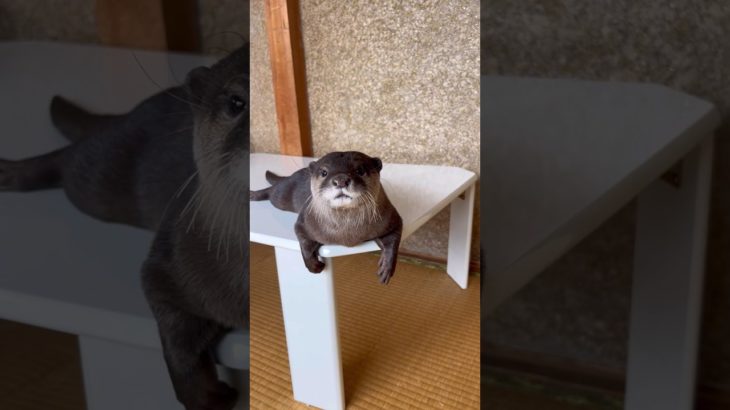 The otter looks serious! #otter  #animals  #cute  #shorts  #pet  #cat  #カワウソ  #ペット
