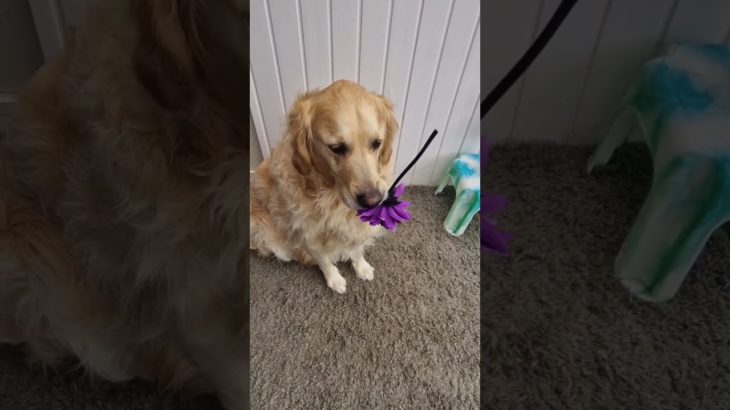 This flower is for you #beauty  #cutedog  #shorts