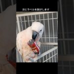 ペットボトル分別のアルバイトください😊 #animal #parrot #オウム  #shorts