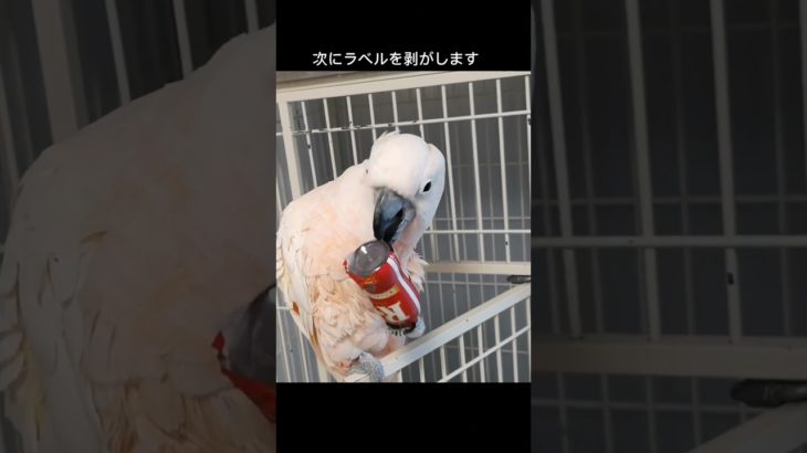 ペットボトル分別のアルバイトください😊 #animal #parrot #オウム  #shorts