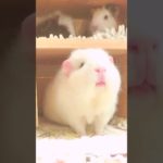 お餅の起床 #モルモット #ペット #guineapig