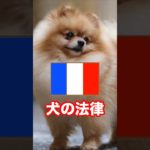 【フランス犬の法律】ビックリ‼️日本では考えられないペット先進国フランスの法律 #shorts #犬の法律 #フランス #ペット先進国