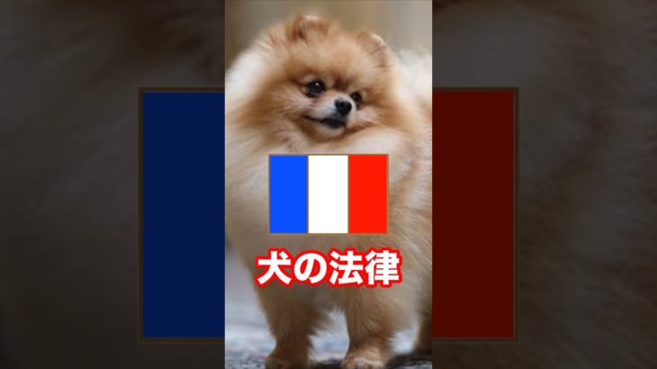 【フランス犬の法律】ビックリ‼️日本では考えられないペット先進国フランスの法律 #shorts #犬の法律 #フランス #ペット先進国