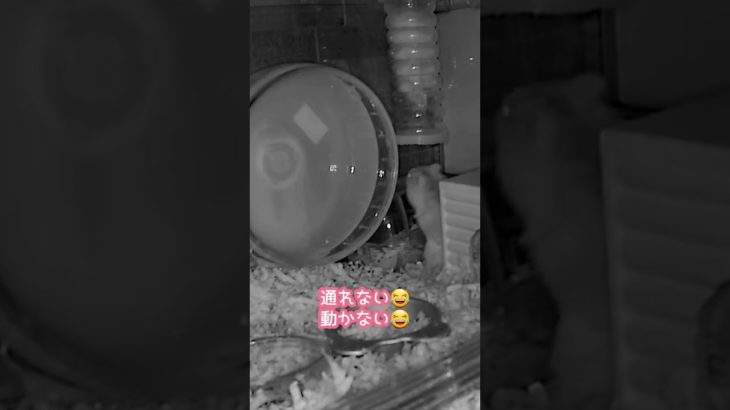 ハム詰まりにはハムを　#ハムスター #ジャンガリアンハムスター #ジャンガリアン #ペット #はむチラ #shorts