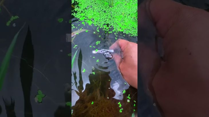 the beauty of nature – You didn’t think it was that beautiful _136thclip #satisfying