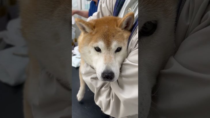 ペットクリニックにて一番苦手な肛門腺絞りをされる柴犬マメ